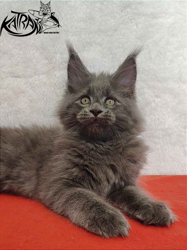 Katran Patriot - Kitten maine-coon 2 months