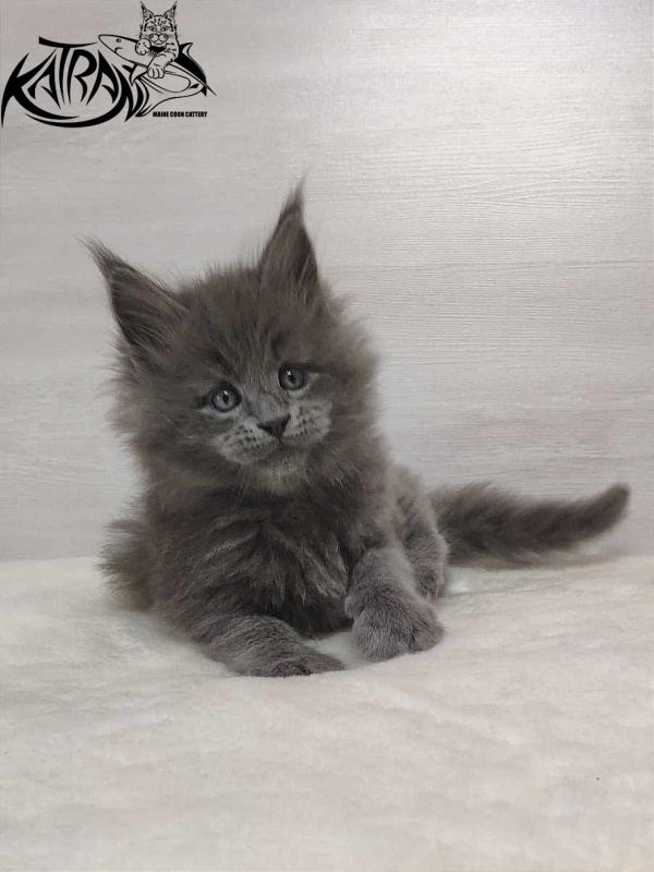 Katran Patriot - Kitten maine-coon 1 month