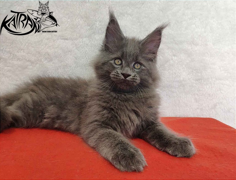 Katran Patriot - Kitten maine-coon 2 months