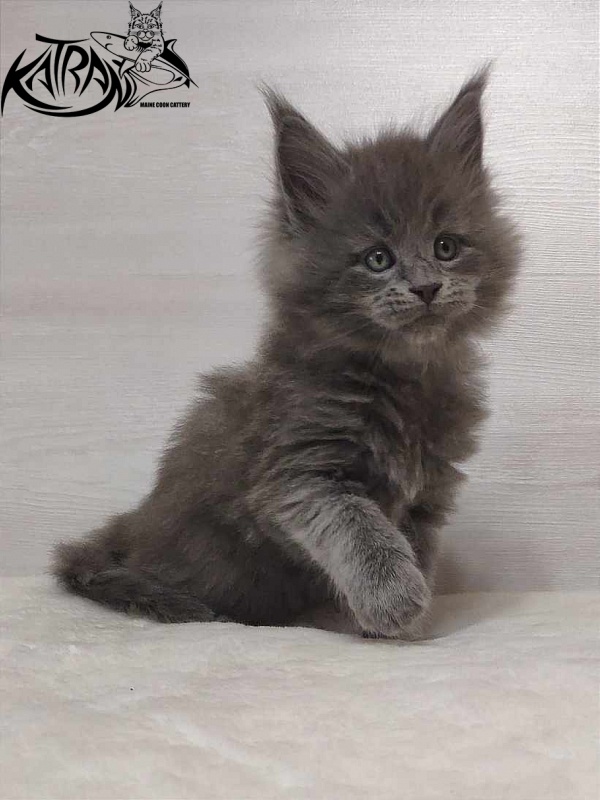 Katran Patriot - Kitten maine-coon 1 month