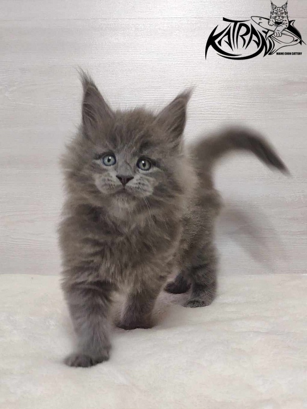 Katran Patriot - Kitten maine-coon 1 month
