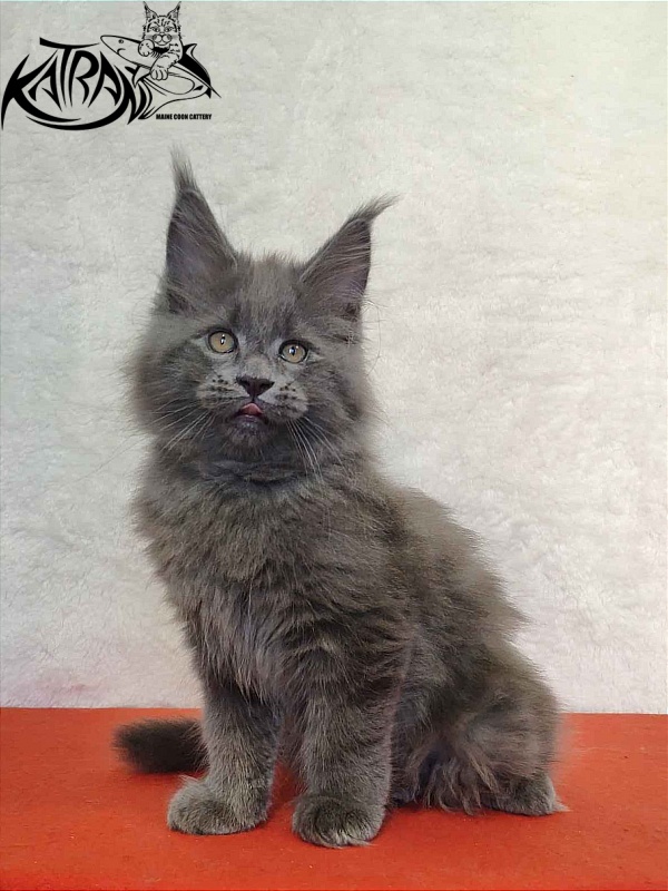 Katran Patriot - Kitten maine-coon 2 months