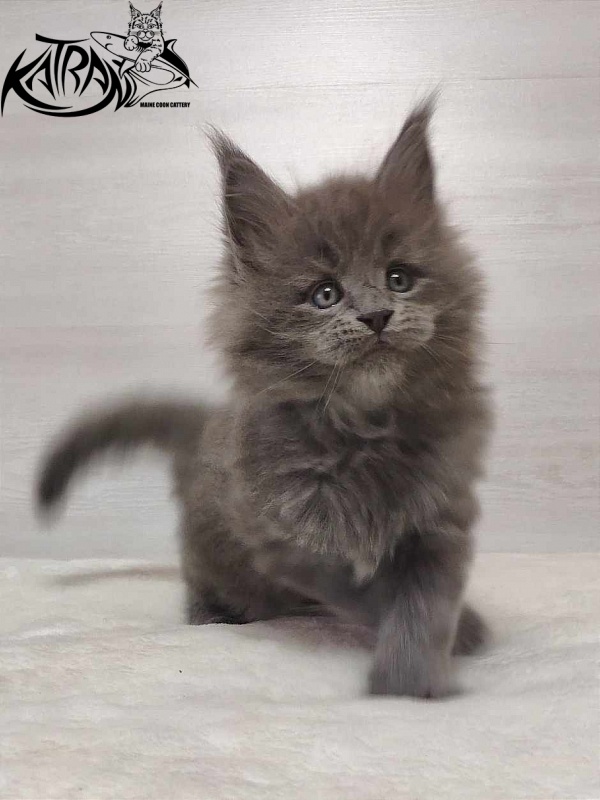 Katran Patriot - Kitten maine-coon 1 month