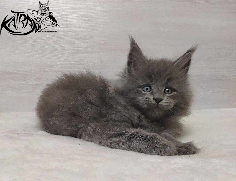 Katran Patriot - Kitten maine-coon 1 month