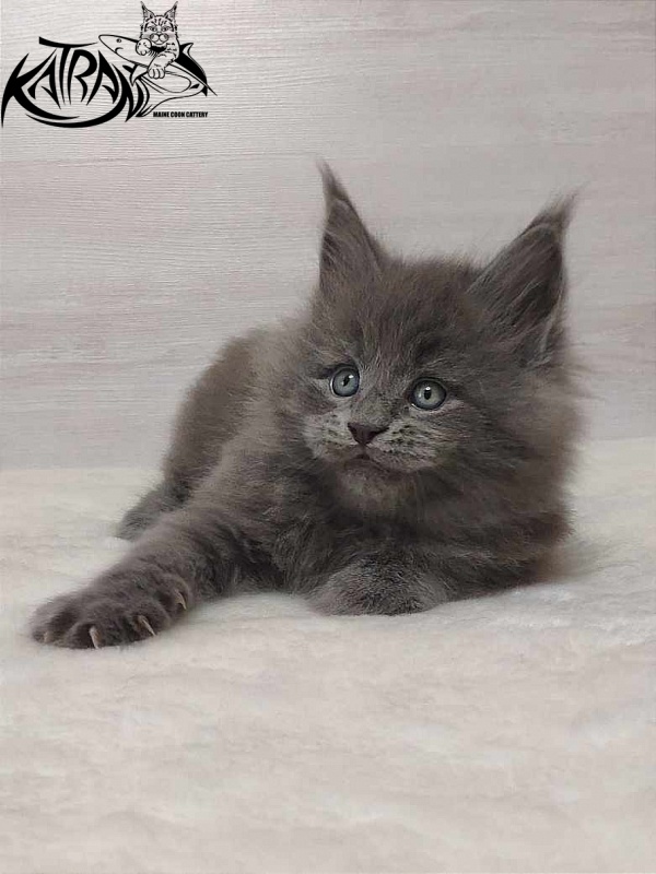 Katran Patriot - Kitten maine-coon 1 month