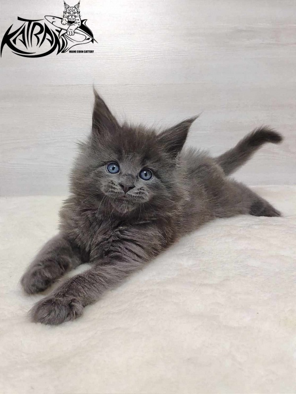 Katran Penelope - Kitten maine-coon 1 month