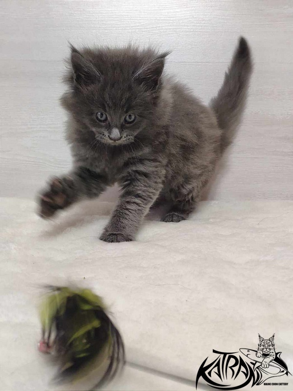 Katran Penelope - Kitten maine-coon 1 month