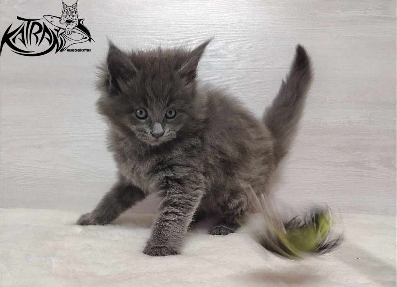 Katran Penelope - Kitten maine-coon 1 month
