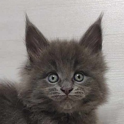Katran Penelope