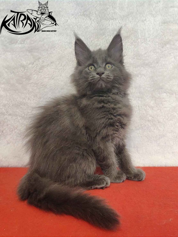 Katran Penelope - Kitten maine-coon 2 months