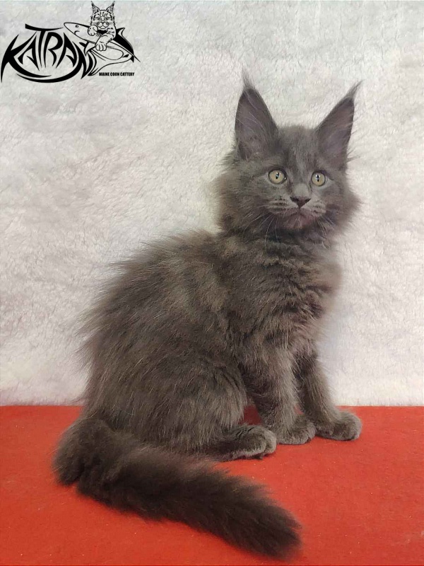 Katran Penelope - Kitten maine-coon 2 months