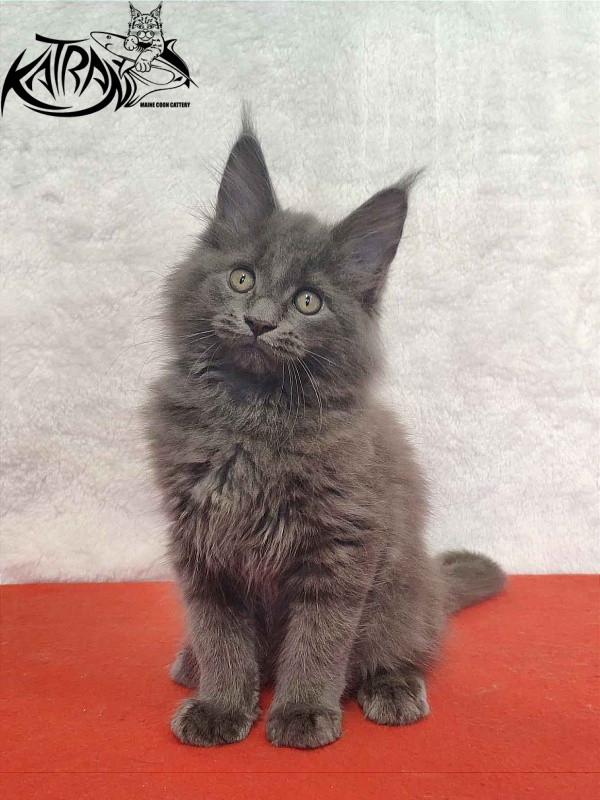Katran Penelope - Kitten maine-coon 2 months