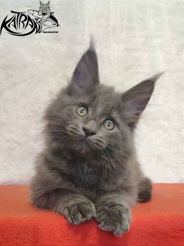 Katran Penelope - Kitten maine-coon 2 months