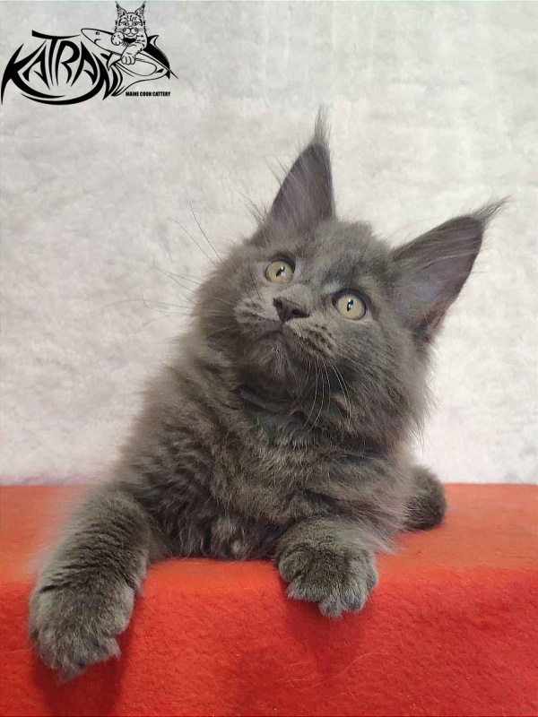 Katran Penelope - Kitten maine-coon 2 months