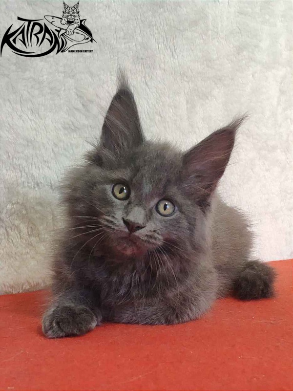 Katran Penelope - Kitten maine-coon 2 months