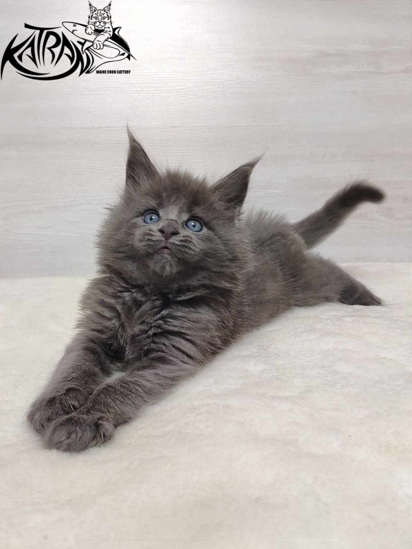 Katran Penelope - Kitten maine-coon 1 month