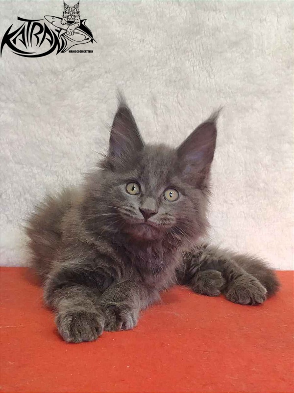 Katran Penelope - Kitten maine-coon 2 months