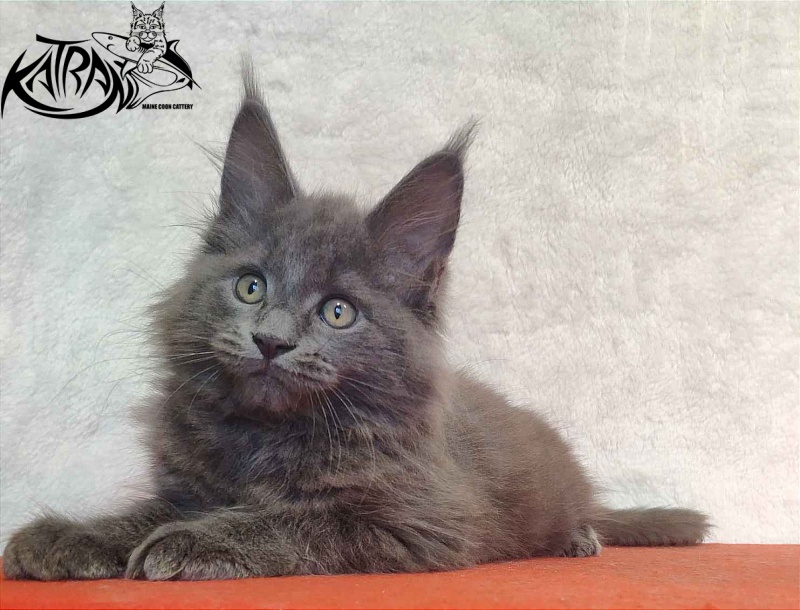 Katran Penelope - Kitten maine-coon 2 months