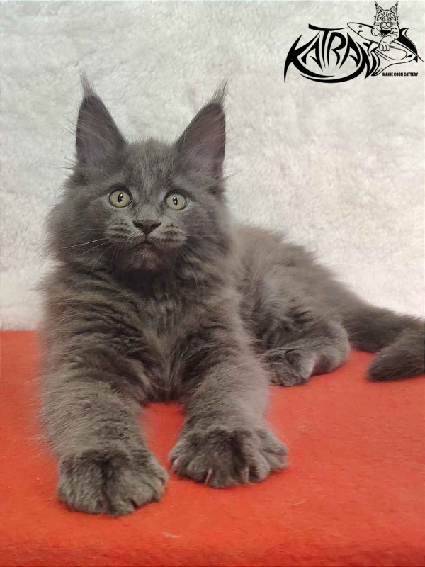 Katran Penelope - Kitten maine-coon 2 months