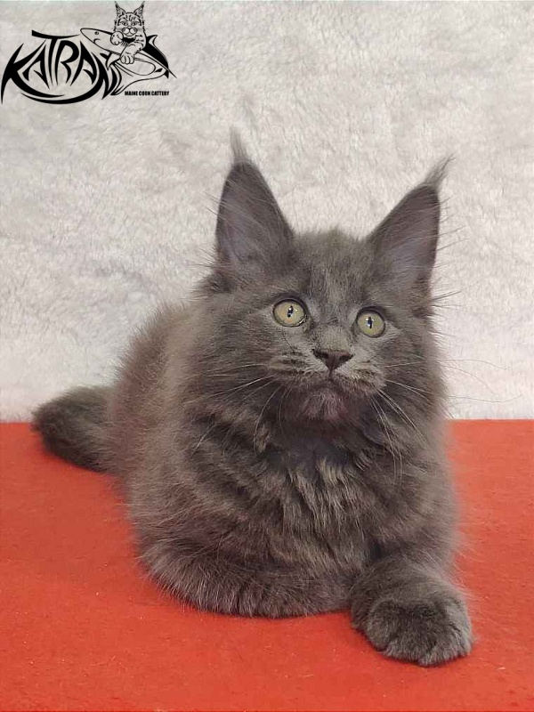 Katran Penelope - Kitten maine-coon 2 months