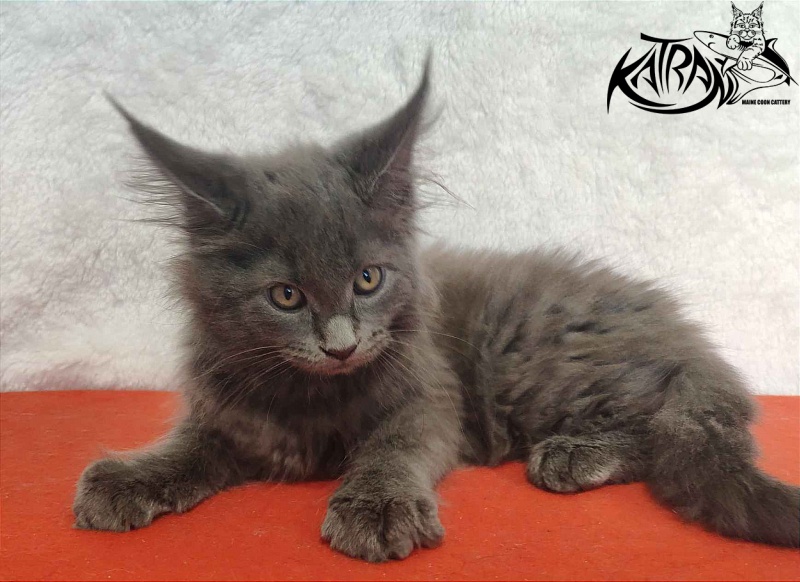Katran Penelope - Kitten maine-coon 2 months