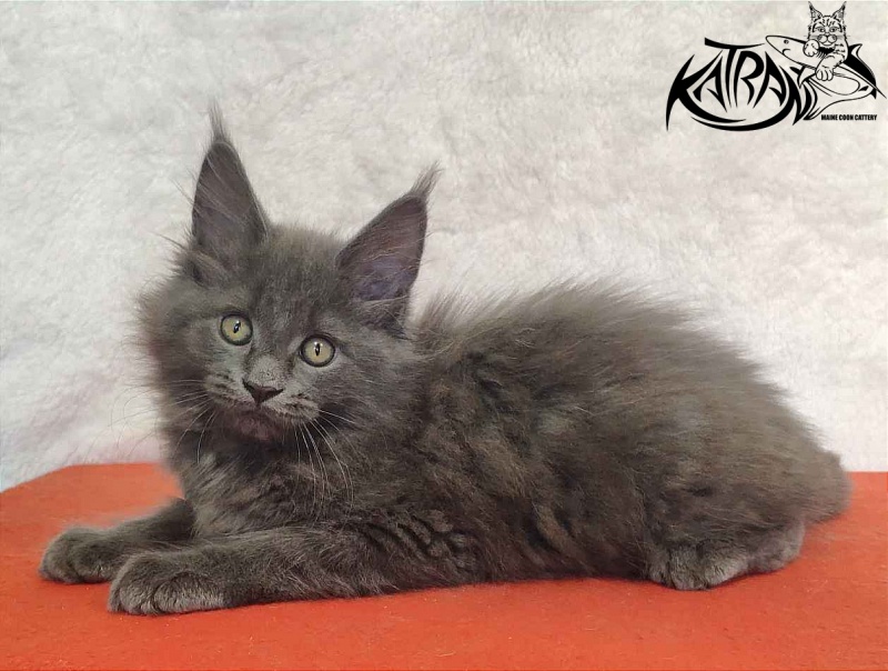 Katran Penelope - Kitten maine-coon 2 months