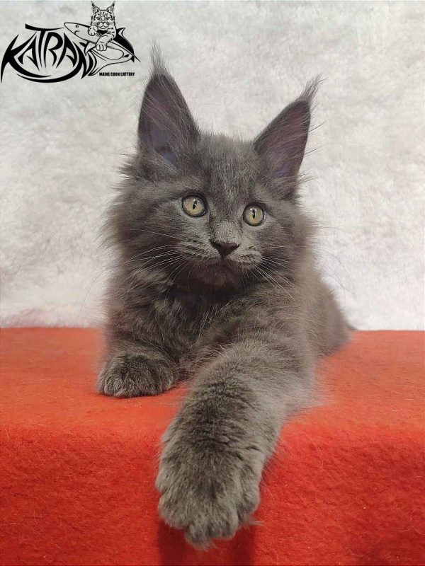 Katran Penelope - Kitten maine-coon 2 months