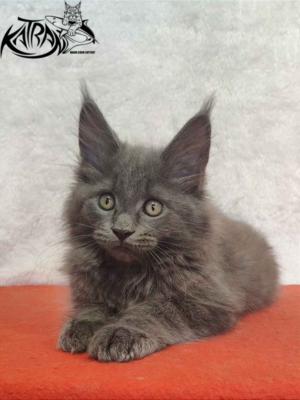 Katran Penelope - Kitten maine-coon 2 months