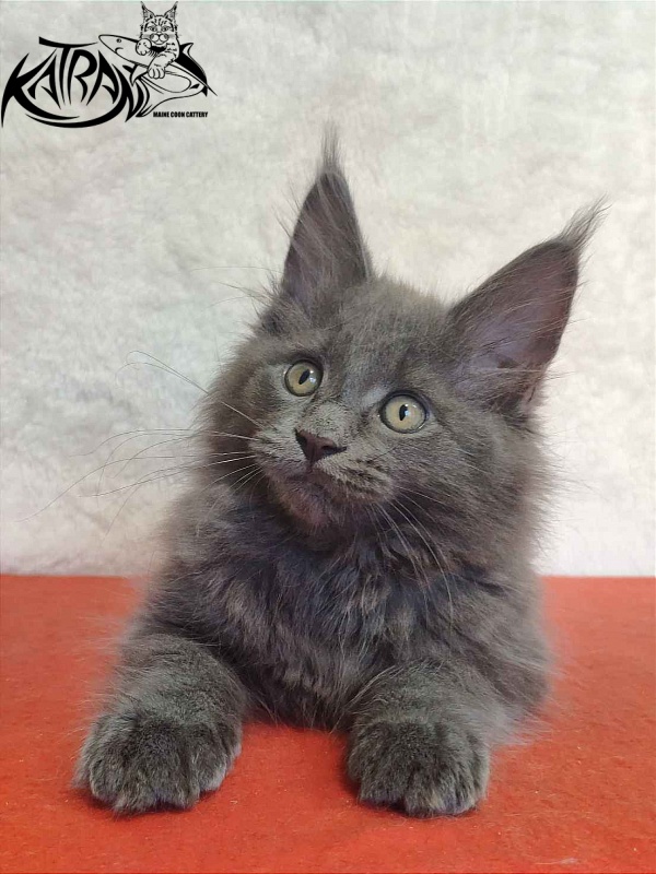 Katran Penelope - Kitten maine-coon 2 months
