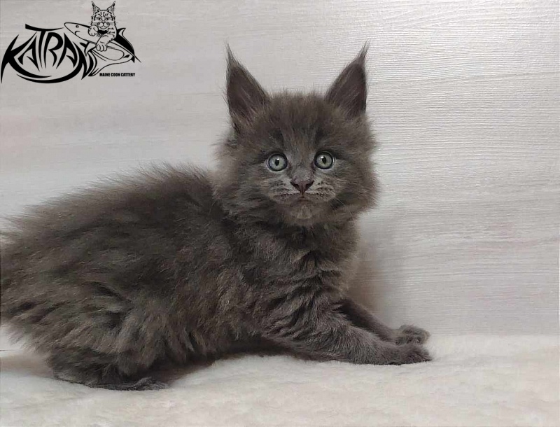 Katran Penelope - Kitten maine-coon 1 month