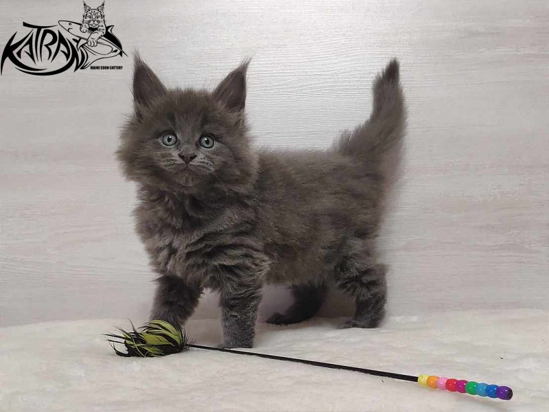Katran Penelope - Kitten maine-coon 1 month