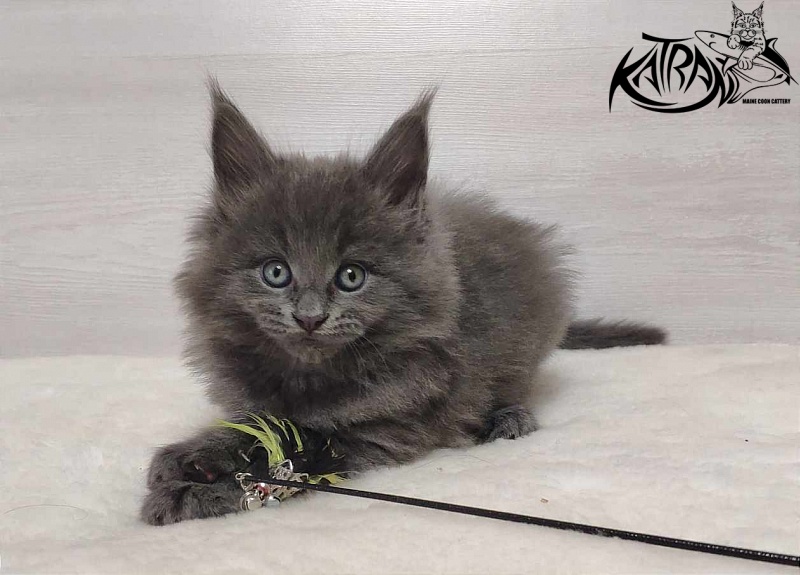 Katran Penelope - Kitten maine-coon 1 month