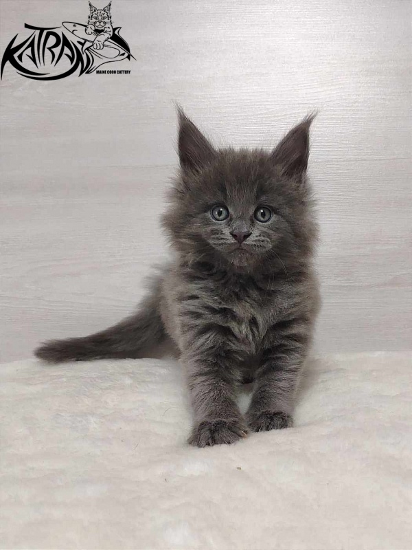 Katran Penelope - Kitten maine-coon 1 month