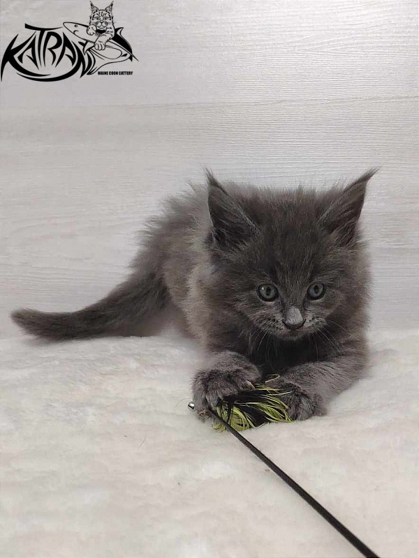 Katran Penelope - Kitten maine-coon 1 month