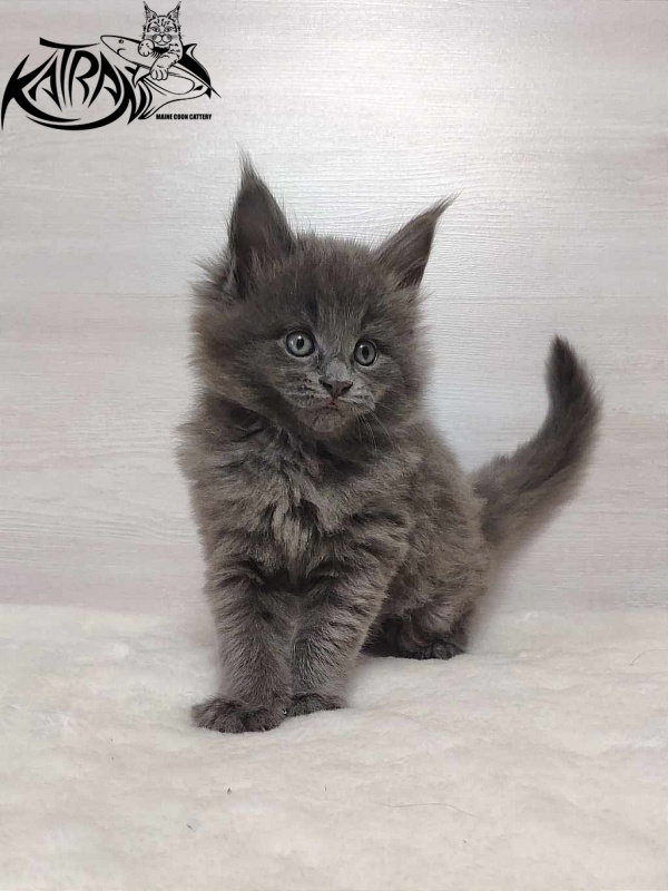 Katran Penelope - Kitten maine-coon 1 month
