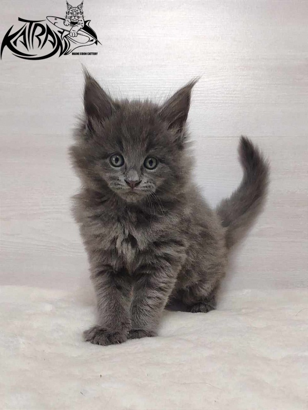 Katran Penelope - Kitten maine-coon 1 month