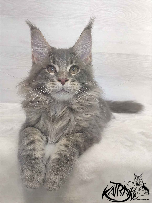 Katran Quanto Amore - Kitten maine-coon 3 months