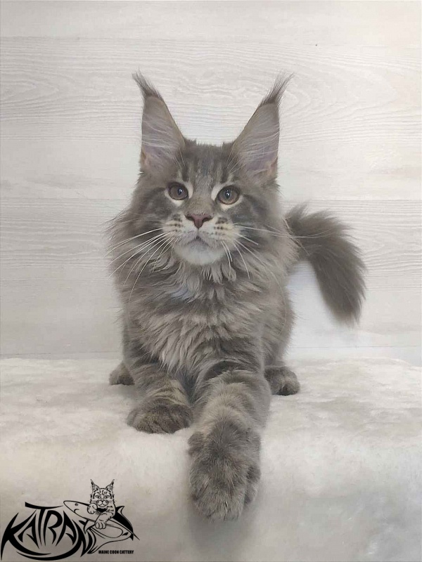 Katran Quanto Amore - Kitten maine-coon 3 months