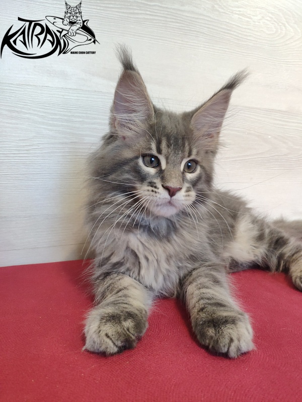 Katran Quanto Amore - Kitten maine-coon 2 months