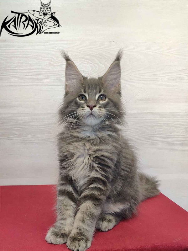Katran Quanto Amore - Kitten maine-coon 2 months