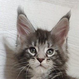 Katran Quantum Jr.