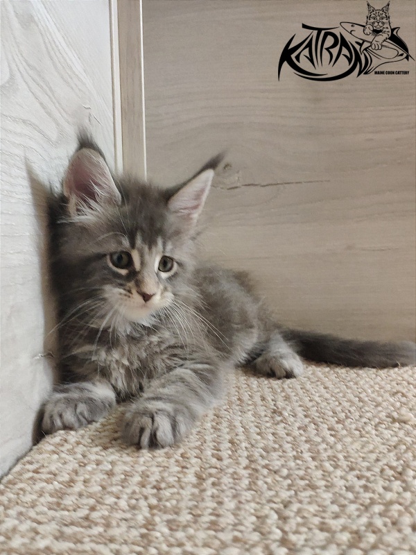 Katran Quentin - Кошеня мейн-кун 1 місяць 2 тижні