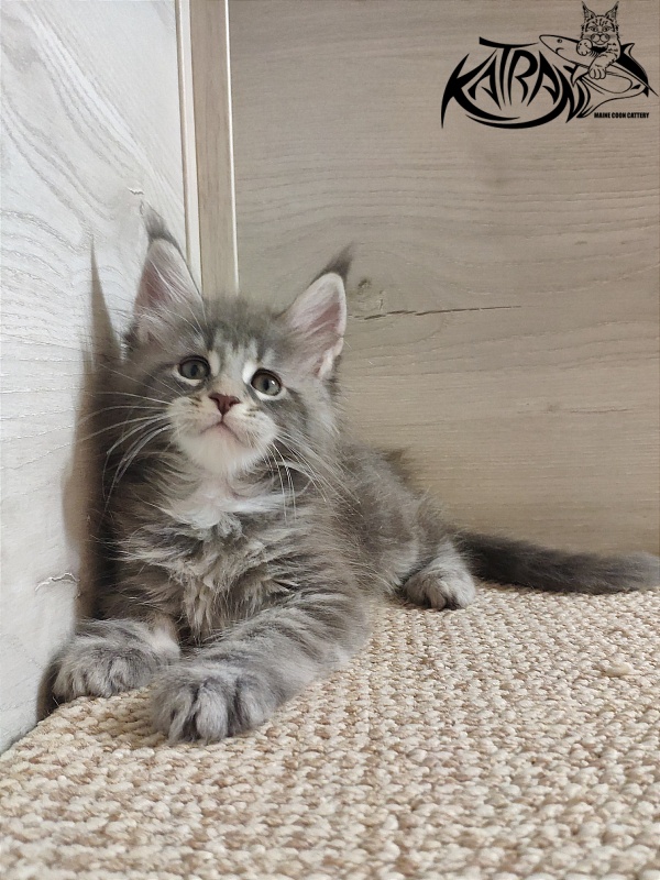 Katran Quentin - Кошеня мейн-кун 1 місяць 2 тижні