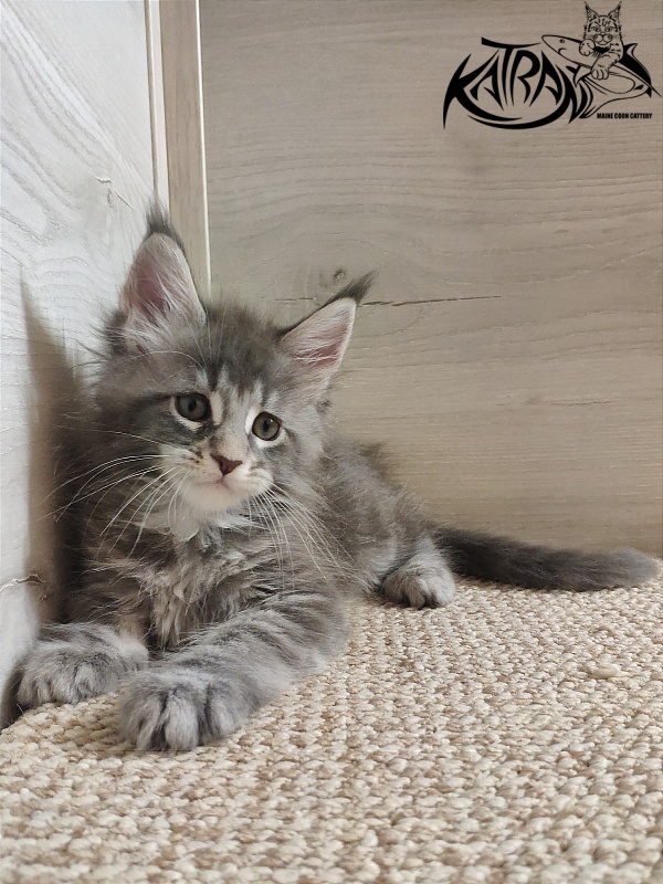 Katran Quentin - Кошеня мейн-кун 1 місяць 2 тижні