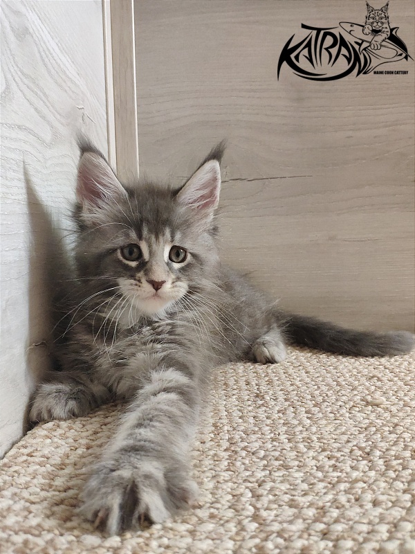 Katran Quentin - Кошеня мейн-кун 1 місяць 2 тижні