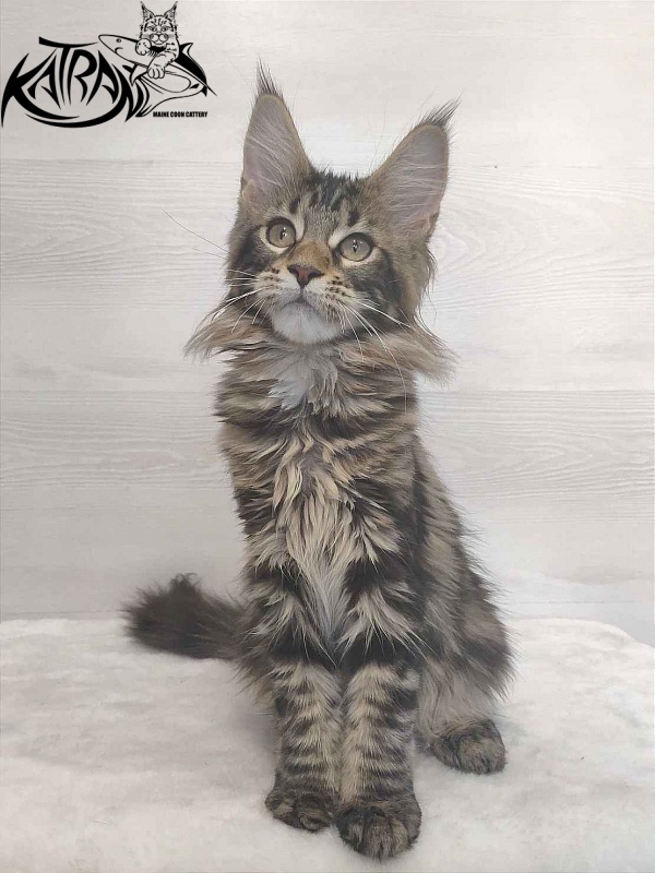 Katran Qaylie - Kitten maine-coon 3 months