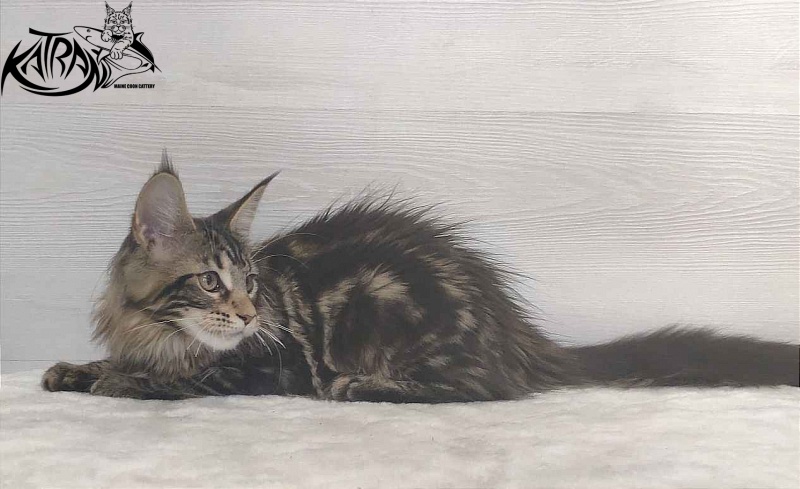 Katran Qaylie - Kitten maine-coon 3 months