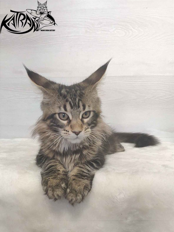 Katran Qaylie - Kitten maine-coon 3 months