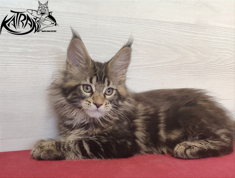 Katran Qaylie - Kitten maine-coon 2 months