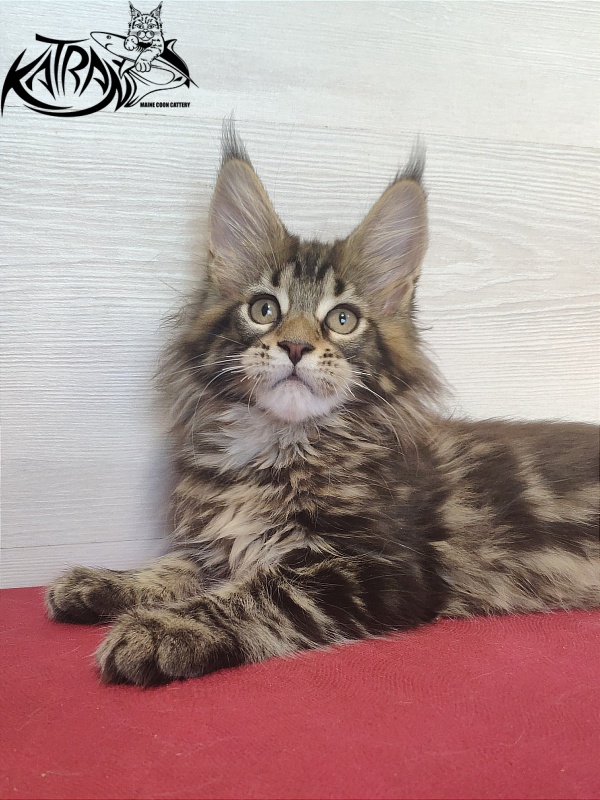 Katran Qaylie - Kitten maine-coon 2 months